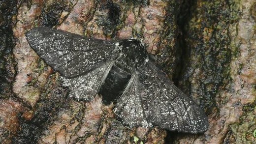 203K views · 244 reactions | Remember the peppered moth from biology...