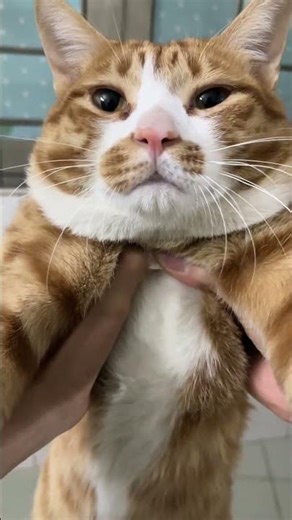 Why Does My Cat Blink? The Hidden Meaning of Feline Eye Blinking