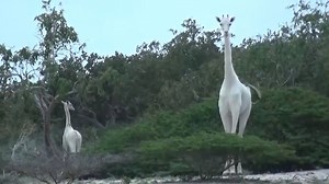 An extraordinary sight... these rare white giraffes have been spotted in Kenya. | The Telegraph