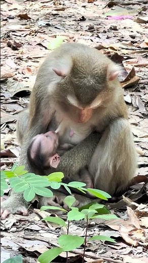 Breastfeeding Monkeys in the Wild | Cambodia
