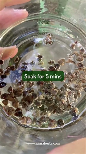 How to Save Moldy Sorrel Seeds (Hibiscus Powdery Mildew Rescue) #sansaherbs#roselle#powderymildew