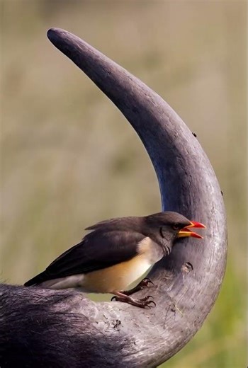 Yellow billed Oxpecker Relaxing on Buffalo Horn 🐃🐦 #birds #ai #wildlife #nature #birdsong #4knature