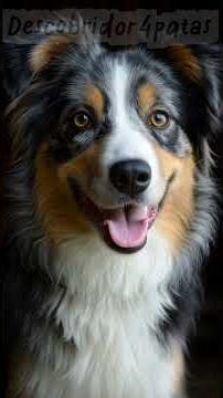 Curiosidades incríveis sobre o Australian Shepherd! #fyp #pets #funny