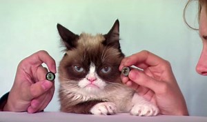 OMG! Grumpy Cat to get waxed?