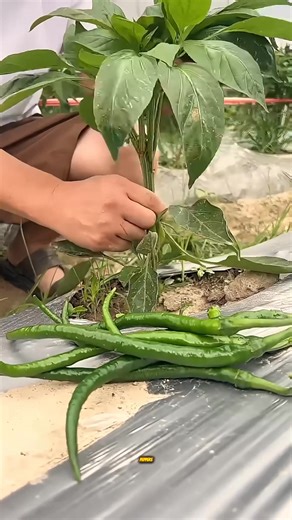 Pruning Peppers for Maximum Yield. #SmartFarming #PepperTips #GrowBetter | Kleberg Studio