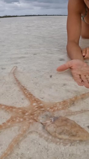 Strick & Fran on Instagram: " So many different creatures hide under the sand  We found a few crazy ones in the latest Episode  Now playing on YouTube"