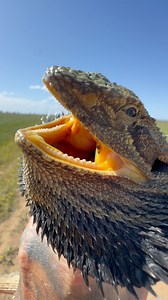442K views · 10K reactions | Moving a ripper of an Eastern Bearded Dragon (Pogona barbata), off a busy track in Outback NSW!年廙 | Mick Fullerton Wildlife | Facebook