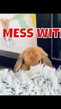 Angry Rabbit Thumped at Me