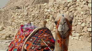 Close-up of a lying camel against the background of the Cheops pyramid. The camel has carpet saddle made of multicolored threads and a stamp on its neck. Many flies fly around the camel's eyes.