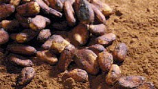 F-Script: Command-line Cocoa shell goes beta