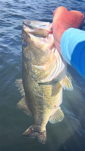 8.35 pound giant going back. Had an amazing day on Rodman Reservoir today. @bassmafia_official #bassfishing #florida #catchandrelease #bigbass #swimbait