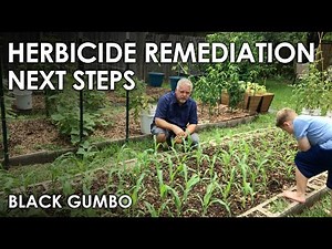 Herbicide Remediation Experiment Continues || Black Gumbo