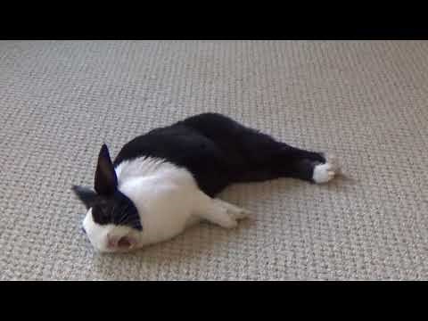 Tired rabbit falling over and flopping - cutest thing ever!