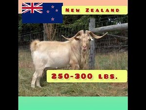 The Top 5 Largest Goat in the world. 🐐🐐🐐