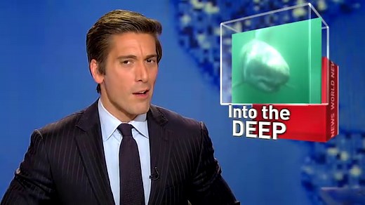 Shark Tracking Data Made Available Online