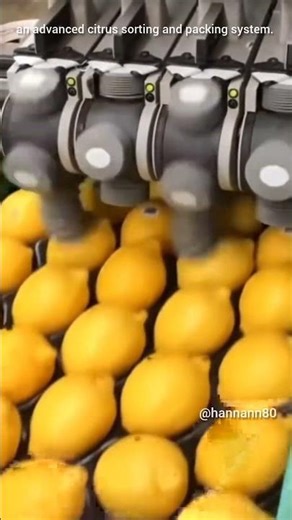 This footage showcases an advanced citrus sorting and packing system.#like #follow #subscribe