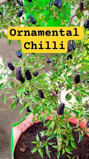Beautiful Ornamental Chilli in my Terrace Garden ✨ | #youtubeshorts