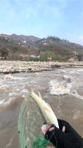 I cast my net and caught a fish with stunning natural views 🎣🐟 Beautiful river, peaceful nature and real water sound made this fishing moment amazing. Traditional village fishing adventure in Pakistan. Subscribe to Fishing by Junaid for more fishing and nature videos! #shorts #fishing #castnet #riverfishing #nature