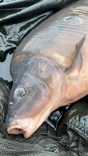 🚨DISPO 15 FÉVRIER HOT GARLIC 🔥 GROS POISSON, GROS RÉSULTATS ! 🔥 Quand performance rime avec passion, ça donne naissance à notre nouvelle gamme Hot Garlic. Une recette puissante, ultra attractive, pensée pour déclencher des touches même dans les conditions les plus difficiles. Si vous cherchez à passer un cap et viser plus gros, plus souvent, Hot Garlic est faite pour vous. Testée, approuvée… et déjà responsable de prises exceptionnelles ! #cookcarpconcept #boilies #carpfishing | Cook Carp Con