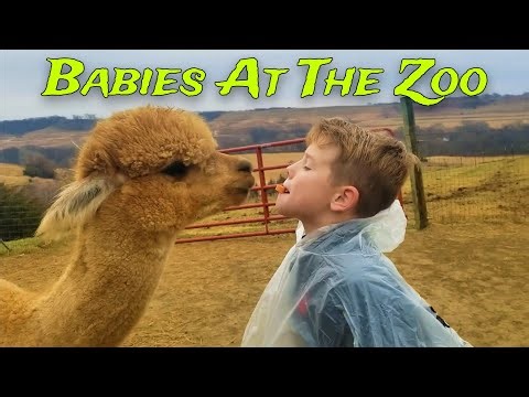 TRY NOT TO LAUGH! 🤣 Funny Babies At The Zoo (New Compilation 2026) Moment Dose