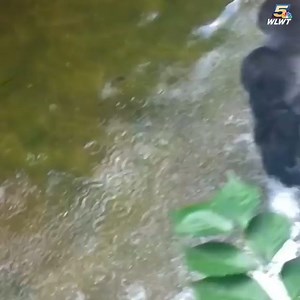 SEVEN YEARS AGO TODAY: Harambe the gorilla shot dead when child falls into enclosure Archives: It's a day many Cincinnatians will never forget. The 400-pound gorilla was killed by Cincinnati Zoo staff on May 28, 2016, after a 3-year-old child fell into the gorilla enclosure. | WLWT