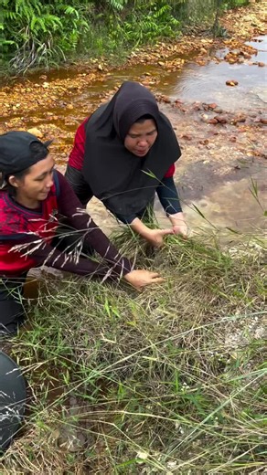 Looking for gold and panning for gold buried in river walls #golddiscovery #mininggold #goldpanning #goldhunter #viralvideo #foryou #foryoupage