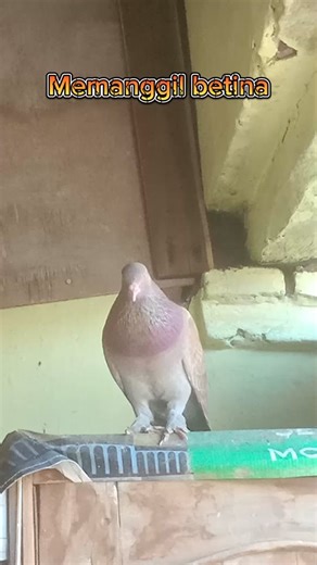 Suara Memanggil Burung Merpati Betina