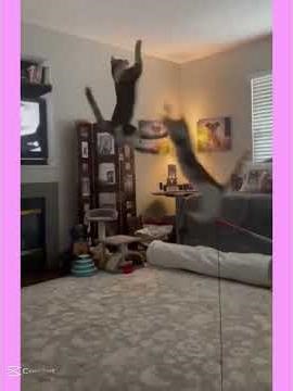 cat John cena # fight