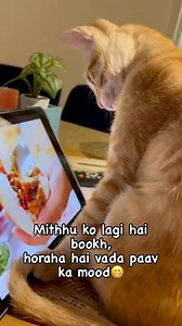 Mithu be like “Kyaaa matlab yeh asli vada paao nahi haiii?” 🤔🙄 . . . . . . #trendingreels #funny #comedy #pet#cat #catlover #trending#orangecat #dogsofinstagram #dog #animallovers #petlovers #hindi #voice #dubbing#kanpur #up #car #park #labrador #goldenretriver | Tharataauramphal
