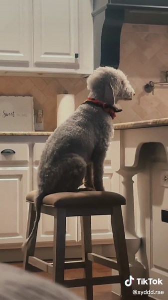 sydney rae :) (@syddd.rae)’s videos with S.I.M.P (Squirrels In My Pants) [From 'Phineas And Ferb'] - Geek Music