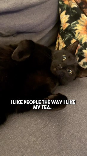 2.1M views · 27K reactions | Its all jokes… i think… Audio Cred: @periwinkle_fuzzy_monster #cat #kitten #blackcat #leonthecatdad #sarcasm #relatable #relationship #darkhumour #darkhumor #leontcd | Leon.TCD | Facebook