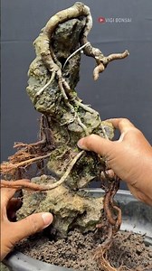 Like Magic, Making Bonsai on Rocks