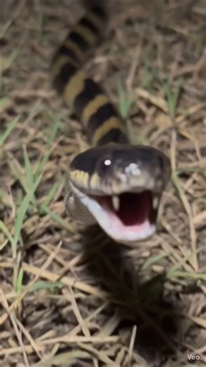Banded Krait Snake Bite The Camera
