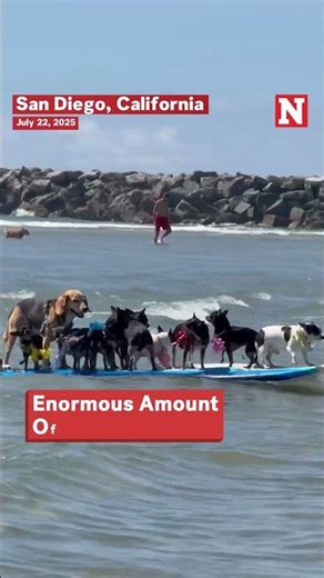 Cute Moment: Many Dogs Squeeze On A Surfboard?