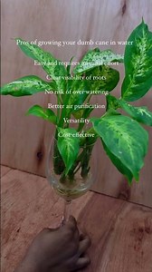 Overall, growing dumb cane in water is an easy and effective way to propagate this popular plant