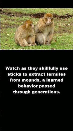 Chimpanzee: Chimps Use Tools Like Humans #Shorts