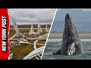 Drone Footage Captures WILD Whale Graveyard in Russia