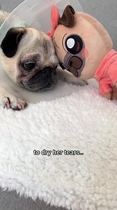 4.6K views · 943 reactions | When your Loulou plushie has been your best friend through the good and the bad times 凉 This is the FINAL week you can order your Loulou the Pug Plush! After this it will NEVER return, so make sure to grab yours in time! 笠 Order your Loulou plushie here: https://www.makeship.com/products/loulou-the-pug-plush Song: When She Loved Me - Sarah McLachlan | Loulou the pug | Facebook