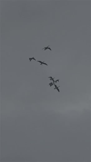 Combat Waterfowl on Instagram: "Code BF25 is active for 40% site wide. #combatwaterfowl #duck #geese #duckhunter #duckhunting #duckseason #duckcall #pintail #goosehunting #waterfowl #waterfowlhunting #waterfowler #waterfowling #waterfowlseason #waterfowlphotography #huntingdog #duckblind #duckdog #hunting #sickforit"