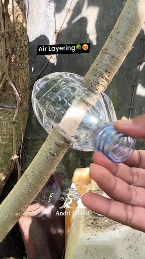 A simple air layering technique using used bottle containers🌳 #fblifestyle #airlayering #craft #diy | Andri Bonsai