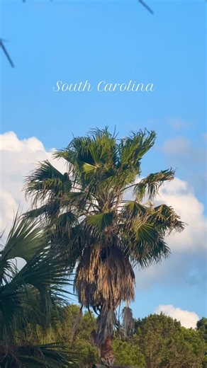 Did you know that the Palmetto tree holds the title of South Carolina’s state tree? 🌴❤️✨ With its iconic fan-shaped leaves and sturdy trunk, the Palmetto is more than just a beautiful sight—it’s a symbol of resilience and southern charm! 🇺🇸💙 Historically, it played a significant role in defending Charleston during the Revolutionary War, making it a true emblem of strength and heritage. Whether swaying in the coastal breeze or standing tall in the lowcountry landscape, these trees are a remin