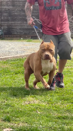 1.9K views · 47 reactions | Topdogs Hella Fire this girl is the making of xl champions 100lbs of perfection #topdogbullies#topdogbulliesbloodline #topdogbulliesbloodline #pitbullsofficial #pitbully #pitlove #pitbulldog #pitbullinstagram #showdog #showdogs #abkcstrong #abkc #ukc #doggydays | Topdogbullies XXL | Facebook