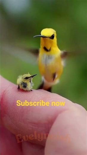 Baby Bird’s First Flight 🐦❤️ (Wait For It!) #shorts #wildlife #birds
