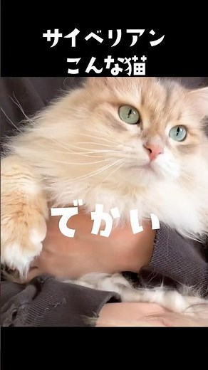 Siberian cats look like this 😼
