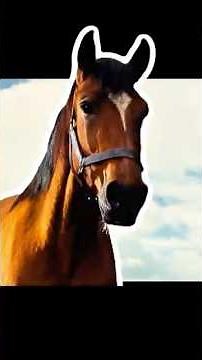 War Horse Reunion,#animalbond #moviereview #shorts