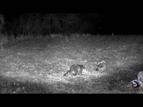 🦝raccoon m4tin9 season🦝