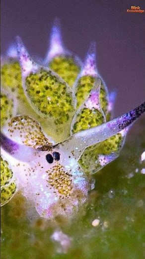 Leaf Sheep 🌿 The Cutest Ocean Creature That Can Photosynthesize Like a Plant! ☀️✨