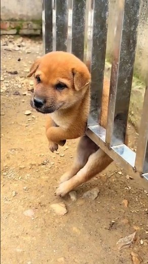 Funny Dog Moments Compilation | Hilarious Dogs & Cute Golden Retrievers 😂🐶
