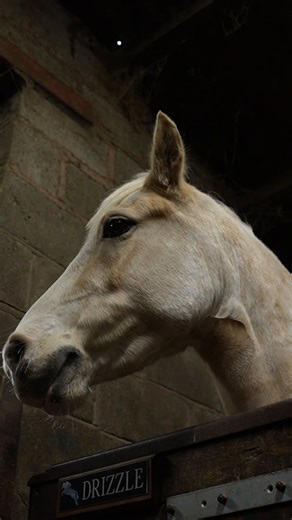 2.7K views · 13 reactions |  Tack Up and Ride with the Cavaletti...