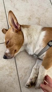 274K views · 7.6K reactions | NON È MORTA È SOLO SOTTO SHOCK...